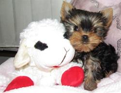 Yorkieporium
