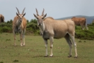 Buddys Tours