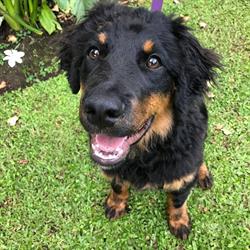Edupup Puppy School