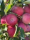 Fresh Apples