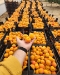 Fresh Apricots