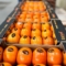 Fresh Soft Citrus
