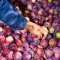 Fresh Stone Fruits