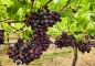 Fresh Table Grapes