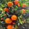 fresh fruits and citrus