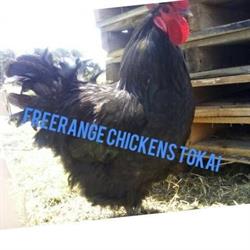 Free Range Chickens Tokai
