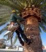 Palm Tree Removal