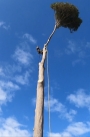 Tree Removal
