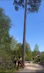 Tall dangerous tree cutting