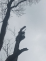 Tree Felling