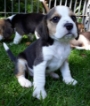 Healthy Beagle Puppy South Africa