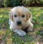 Family-Raised Golden Retriever Puppies