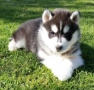 Healthy Siberian Husky Puppy South Africa