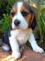 Beagle Puppies – Family Raised & KUSA-Registered