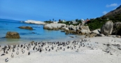 Boulders Beach Penguins