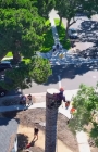 Palm Tree Removal