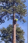 Tree felling