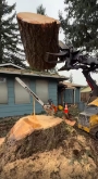 Stump Removal