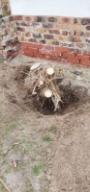 Stump Removal