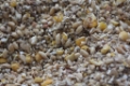 Bulk Poultry Feed Supplier – Starter, Grower, Finisher & Layer Feed