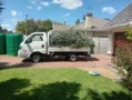 branches removal