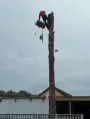 tree felling