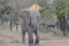 Big five