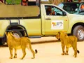 Lions seen during a tour