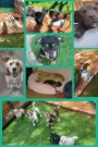 Silver Lakes Dog Daycare