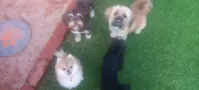Wapadrand Dog Hotel