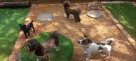 Doggy Daycare Pretoria East