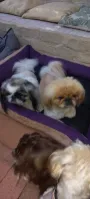 Pretoria East Dog Boarding