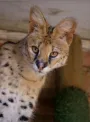 Rewilding