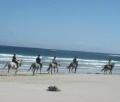Heavenly Stables Port Elizabeth